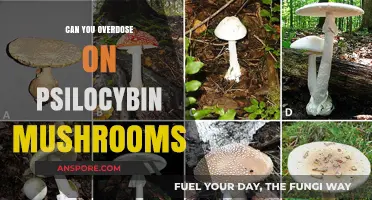 Psilocybin Overdose: Risks, Symptoms, and Safety Precautions Explained