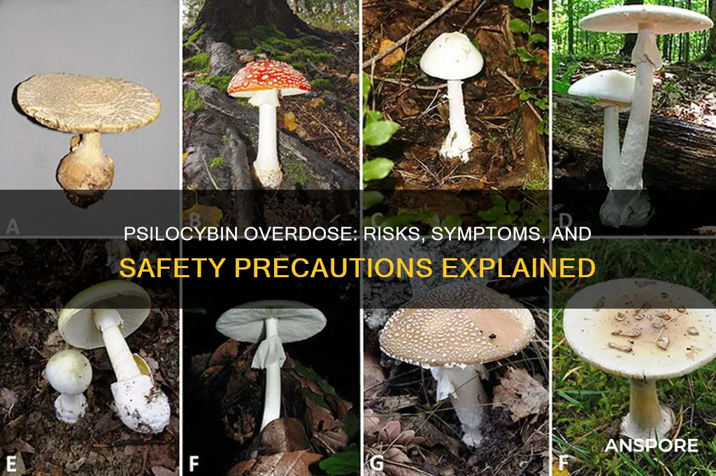 can you overdose on psilocybin mushrooms