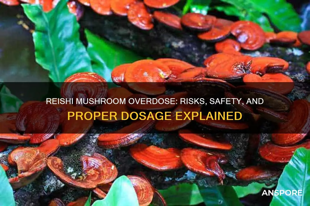 can you overdose on reishi mushroom