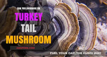 Turkey Tail Mushroom Overdose: Risks, Safety, and Proper Dosage Explained