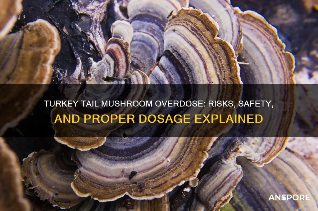 can you overdose on turkey tail mushroom