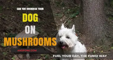 Mushroom Poisoning in Dogs: Risks, Symptoms, and Prevention Tips