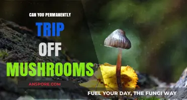 Can Mushrooms Cause Permanent Trips? Debunking Myths and Facts