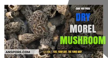 Can You Pick Dry Morel Mushrooms? A Forager's Essential Guide
