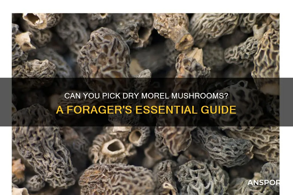 can you pick dry morel mushrooms