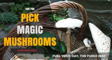 Can You Pick Magic Mushrooms? A Guide to Safe Foraging