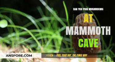 Exploring Mammoth Cave: Mushroom Foraging Rules and Safety Tips