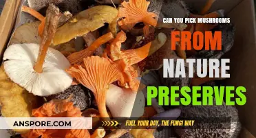 Harvesting Mushrooms in Nature Preserves: Legal, Ethical, and Safe Practices