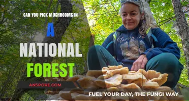 Foraging in National Forests: Mushroom Picking Rules and Tips
