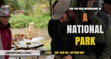 Foraging in National Parks: Mushroom Picking Rules and Regulations