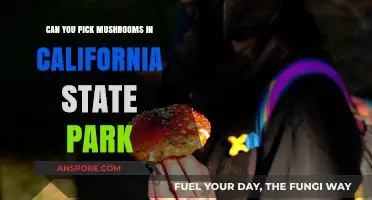 Mushroom Foraging in California State Parks: Rules and Tips