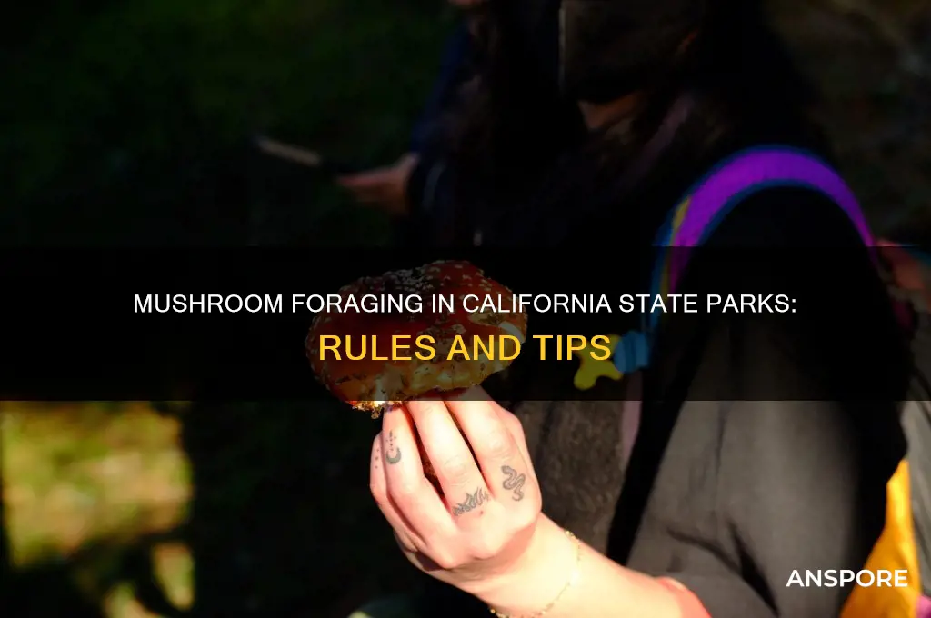 can you pick mushrooms in california state park