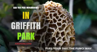 Exploring Griffith Park: A Guide to Safely Foraging Mushrooms
