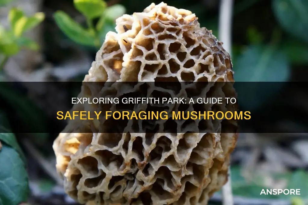 can you pick mushrooms in griffith park