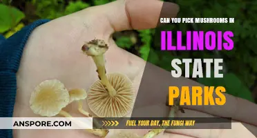 Mushroom Foraging in Illinois State Parks: Rules and Tips