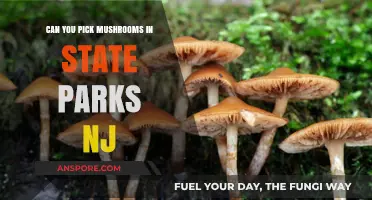 Foraging in New Jersey: Mushroom Picking Rules in State Parks