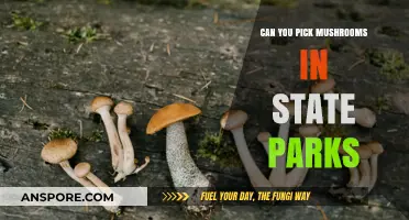 Foraging in State Parks: Mushroom Picking Rules and Regulations
