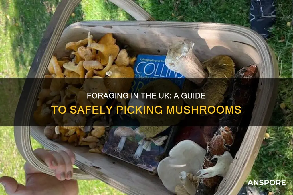 can you pick mushrooms in uk