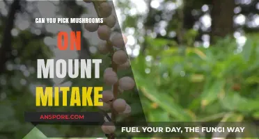 Exploring Mount Mitake: A Guide to Mushroom Foraging and Safety