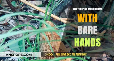 Bare Hands Mushroom Foraging: Safe or Risky Practice?