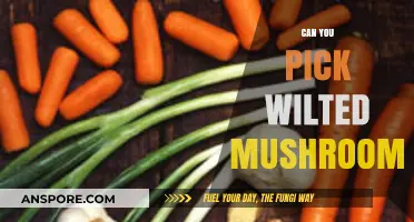 Can You Safely Pick and Revive Wilted Mushrooms? A Guide