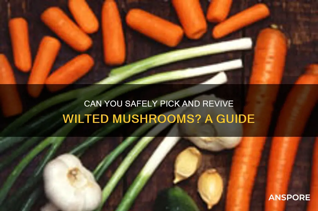 can you pick wilted mushrooms