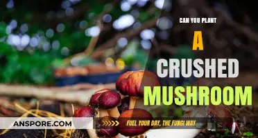 Can Crushed Mushrooms Grow? Exploring Fungal Propagation Techniques