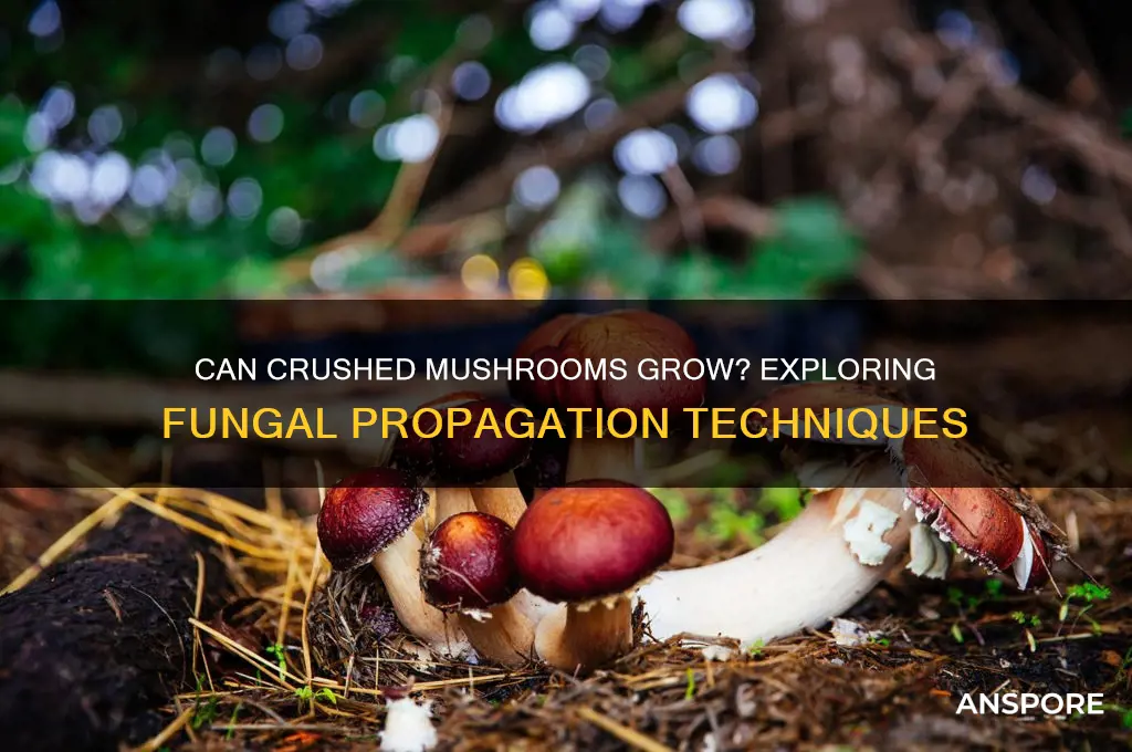 can you plant a crushed mushroom