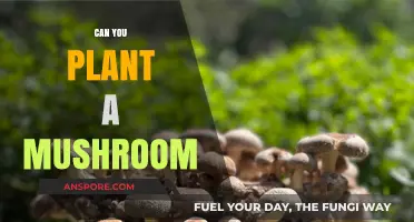 Growing Mushrooms at Home: A Beginner's Guide to Planting Fungi