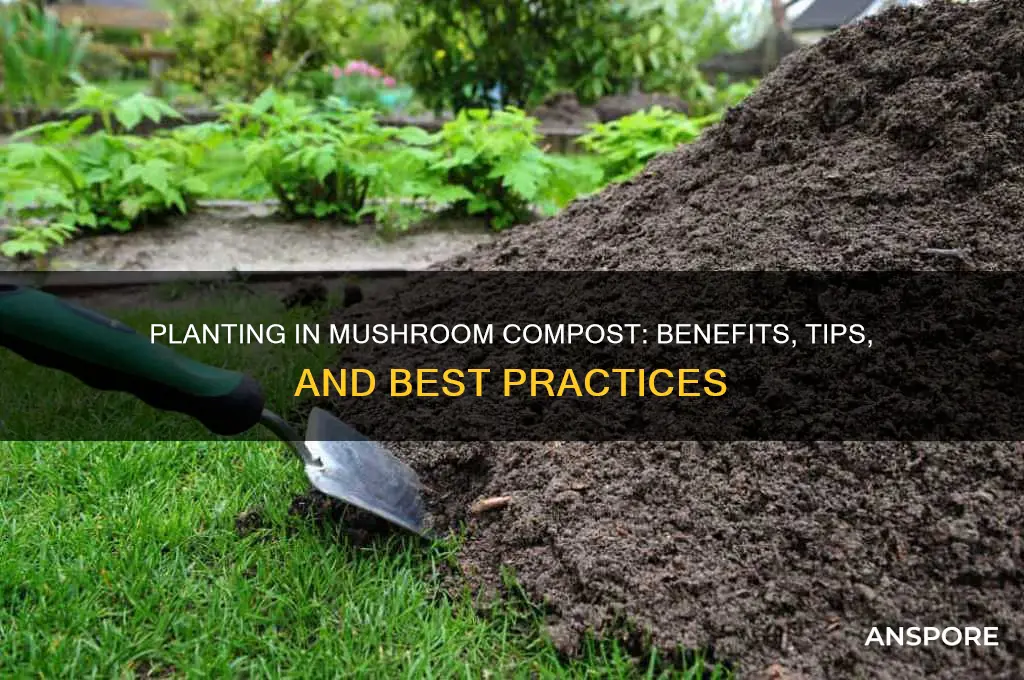can you plant a plant in mushroom compost