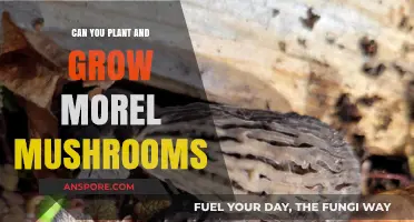 Growing Morel Mushrooms: Tips for Planting and Cultivating This Delicacy