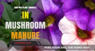 Planting Annuals in Mushroom Manure: Benefits, Tips, and Best Practices