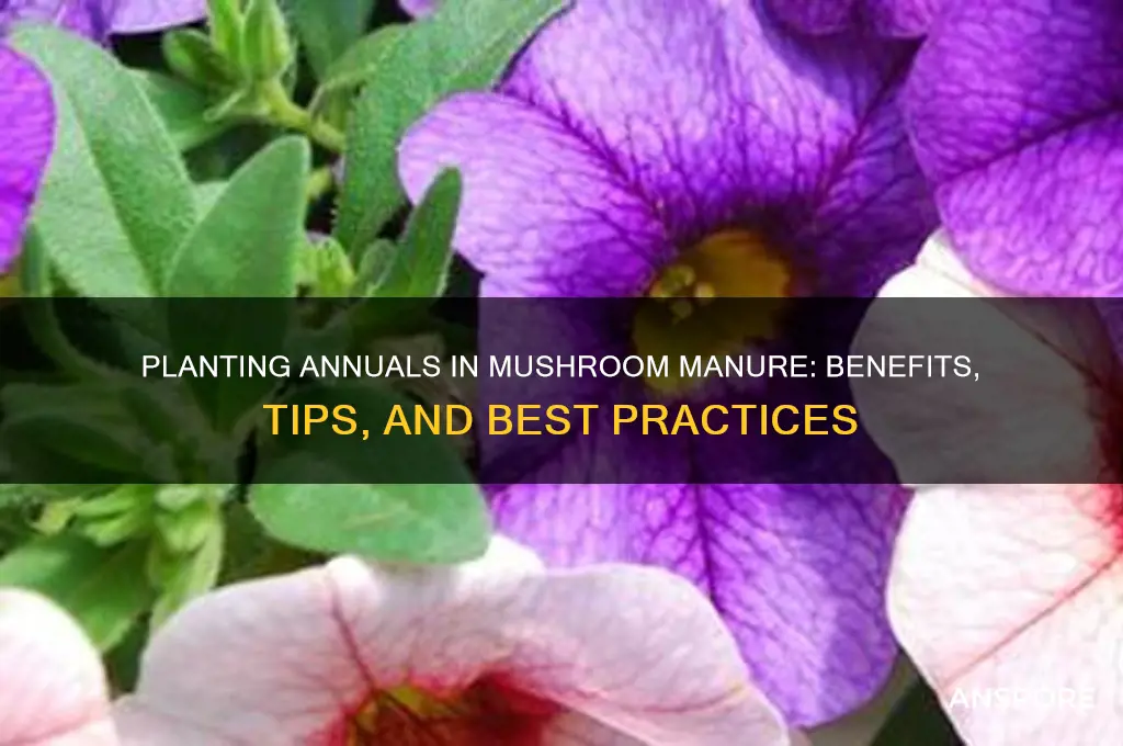 can you plant annuals in mushroom manure
