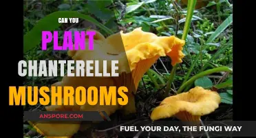 Growing Chanterelle Mushrooms: Tips for Cultivating This Delicate Forest Fungus