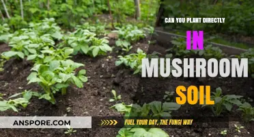Planting in Mushroom Soil: Benefits, Risks, and Best Practices
