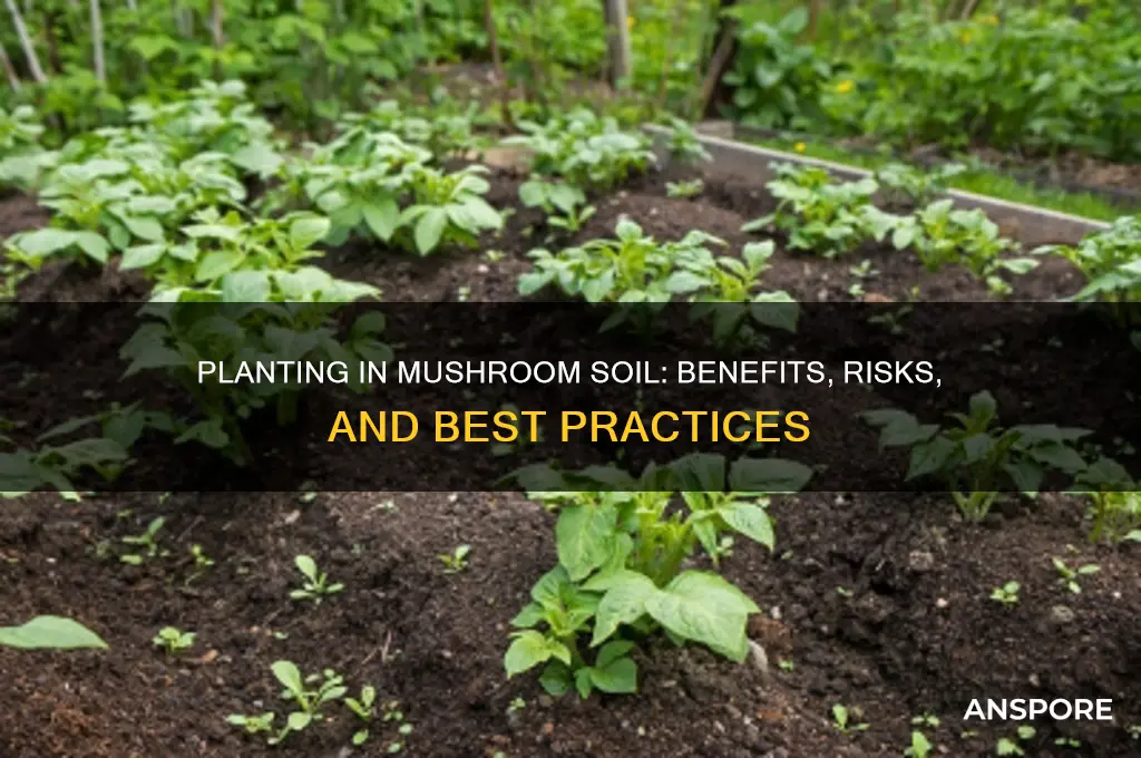 can you plant directly in mushroom soil