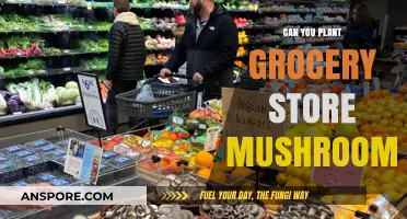 Can You Grow Mushrooms from Grocery Store Purchases?