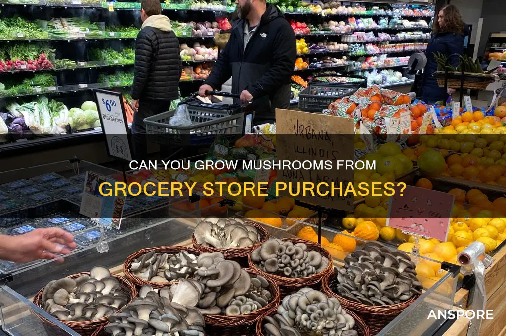 can you plant grocery store mushrooms