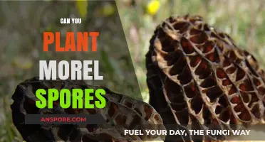 Planting Morel Spores: A Guide to Growing Your Own Mushrooms