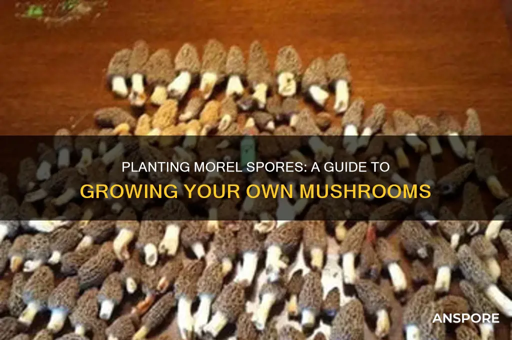 can you plant morel spores
