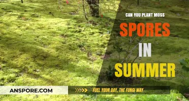 Planting Moss Spores in Summer: Tips for Successful Growth