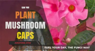 Can You Plant Mushroom Caps? A Guide to Growing Mushrooms