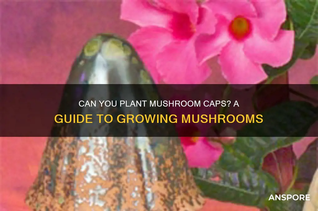can you plant mushroom caps