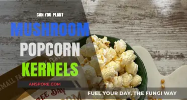 Can You Plant Mushroom Popcorn Kernels? A Gardening Myth Debunked