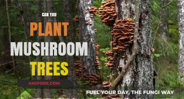 Mushroom Trees: Myth or Reality? Exploring Fungal Forest Possibilities