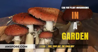 Growing Mushrooms in Your Garden: Tips and Tricks for Success