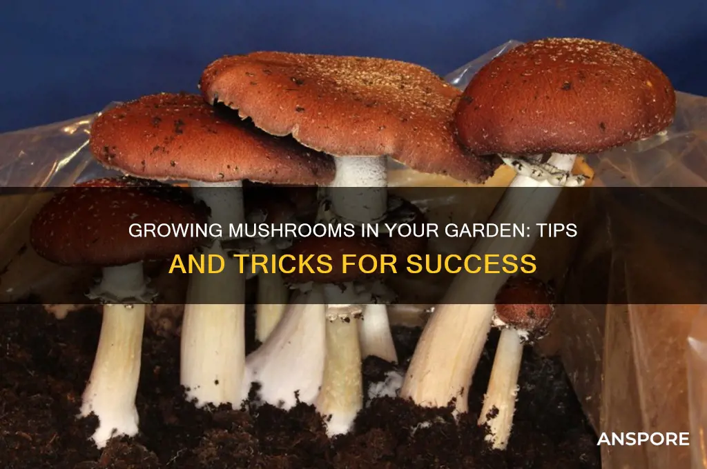 can you plant mushrooms in a garden