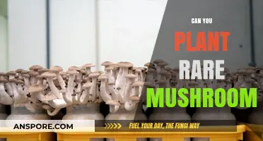 Cultivating Rare Mushrooms: Unlocking Secrets to Exotic Fungal Growth