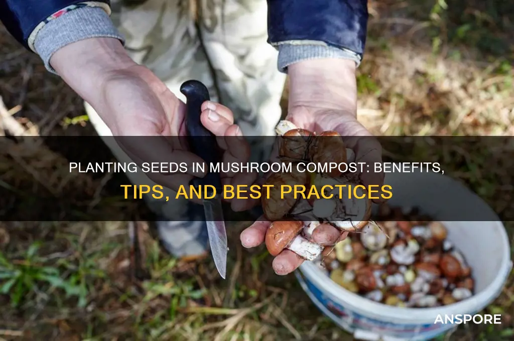 can you plant seeds in mushroom compost
