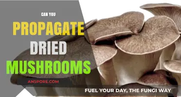 Reviving Fungal Life: Can Dried Mushrooms Be Propagated Successfully?